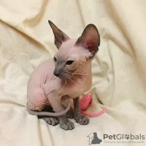 Photo №4. Je vais vendre peterbald en ville de Saint-Pétersbourg. de la fourrière - prix - négocié