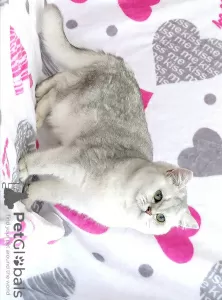 Photo №1. british shorthair - à vendre en ville de Mogilyov | 1100€ | Annonce № 30214