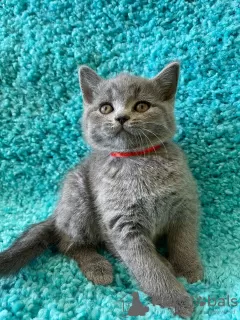 Photo №4. Je vais vendre british shorthair en ville de Brest.  - prix - 550€