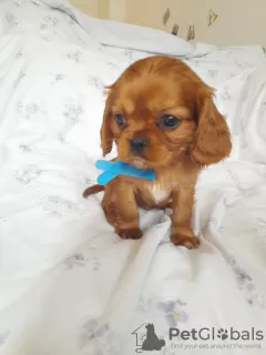 Photo №1. cavalier king charles spaniel - à vendre en ville de Illinois City | 379€ | Annonce №100363