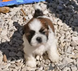 Photo №1. shih tzu - à vendre en ville de Hannover | Gratuit | Annonce №130320