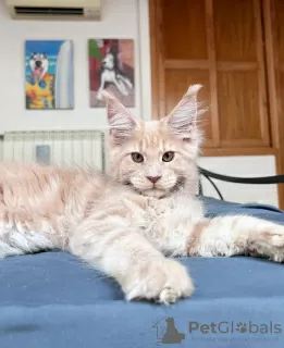 Photo №4. Je vais vendre maine coon en ville de Berlin. éleveur - prix - 700€