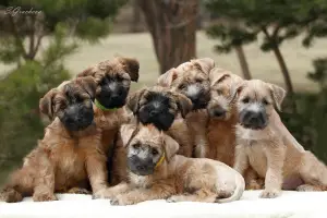 Photos supplémentaires: Chiots Wheaten Terrier irlandais à poil doux.