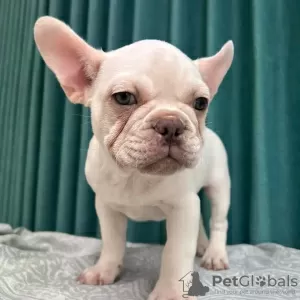 Photo №4. Je vais vendre bouledogue en ville de Bielefeld. annonce privée - prix - 411€