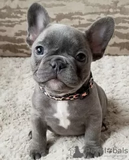 Photo №1. bouledogue - à vendre en ville de Jyväskylä | négocié | Annonce №103874