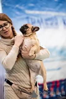 Photos supplémentaires: Fille bouledogue français