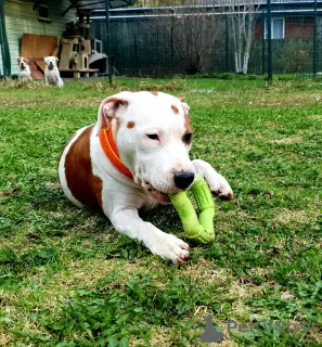 Photos supplémentaires: American Staffordshire Terrier