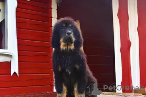 Photo №2 de l'annonce № 11932 de la vente dogue du tibet - acheter à Biélorussie annonce privée