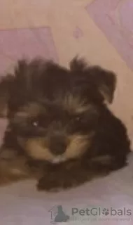 Photo №2 de l'annonce № 84291 de la vente yorkshire terrier - acheter à Fédération de Russie annonce privée