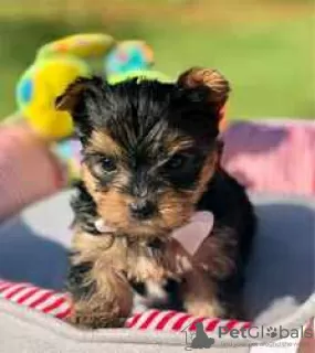 Photo №3. Magnifiques chiots Yorkshire Terriers de race pure à vendre. USA