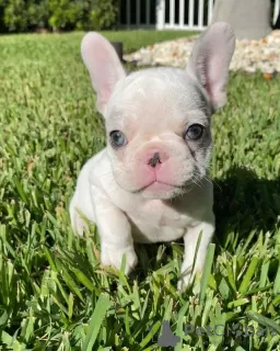 Photo №1. bouledogue - à vendre en ville de Allentown | 284€ | Annonce №111505