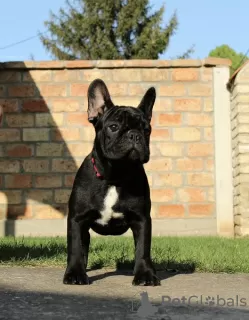 Photo №3. Chiots bouledogue français. Serbie