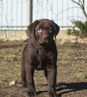 Photo №3. Adorables chiots du Labrador. Fédération de Russie