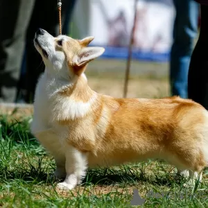 Photos supplémentaires: Chiots de sang italien