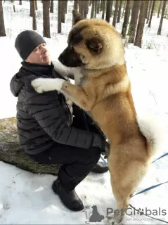 Photos supplémentaires: Chiots Akita américains à vendre