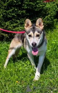 Photos supplémentaires: Asenka est un mélange de husky, un chien merveilleux ! Entre de bonnes mains