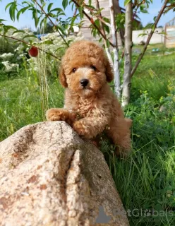 Photos supplémentaires: Chiots caniche toy garçons et filles avec pedigree