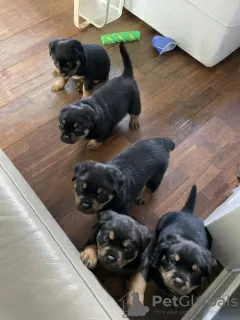 Photo №1. rottweiler - à vendre en ville de Saariselkä | 320€ | Annonce №123493