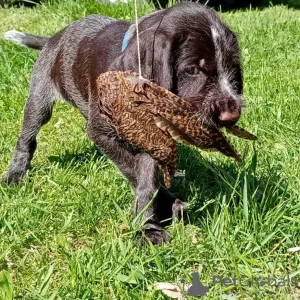 Photo №1. chien d'arrêt allemand à poil dur - à vendre en ville de Tioumen | 335€ | Annonce №10646