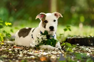 Photo №2 de l'annonce № 114544 de la vente chien bâtard - acheter à Fédération de Russie annonce privée