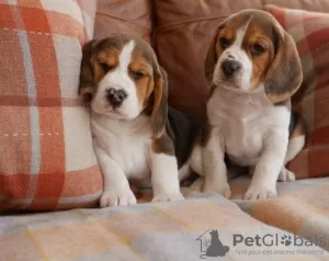 Photo №1. beagle - à vendre en ville de Siófok | négocié | Annonce №58246