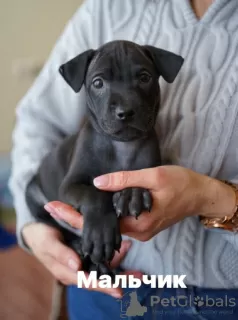 Photo №1. chien thaïlandais à crête dorsale - à vendre en ville de Vsevolozhsk | négocié | Annonce №9336