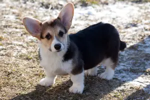 Photo №1. welsh corgi - à vendre en ville de Almaty | 902€ | Annonce № 813