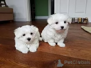 Photo №1. bichon maltais - à vendre en ville de Canberra | négocié | Annonce №92446