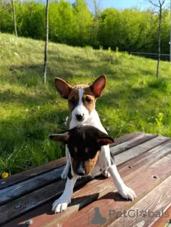 Photos supplémentaires: Chiots Basenji à vendre