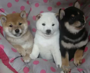 Photo №1. shiba - à vendre en ville de Kontiolahti | Gratuit | Annonce №128381