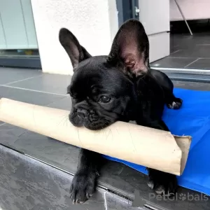 Photo №4. Je vais vendre bouledogue en ville de Oranienburg. annonce privée - prix - 246€