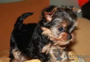 Photo №1. yorkshire terrier - à vendre en ville de Kiev | 154€ | Annonce №7907