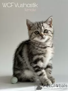 Photo №3. Fille écossaise, chaton, écossais, marbre. Biélorussie