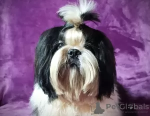 Photo №1. shih tzu - à vendre en ville de Долинская | négocié | Annonce №17830