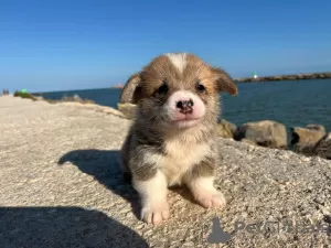 Photos supplémentaires: Je vends des chiots corgi Pembroke