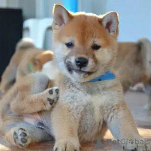 Photo №1. shiba - à vendre en ville de Belgrade | négocié | Annonce №129848