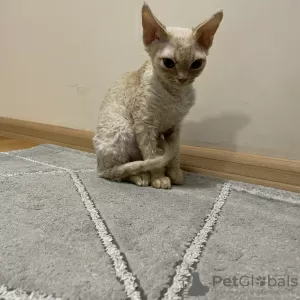 Photos supplémentaires: Devon Rex Cannelle