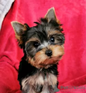 Photo №2 de l'annonce № 98091 de la vente yorkshire terrier - acheter à République Tchèque annonce privée