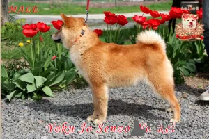 Photos supplémentaires: Shiba Inu mâle avec documents FCI