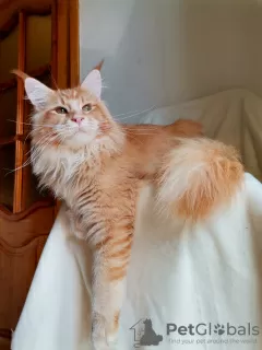 Photo №2 de l'annonce № 21334 de la vente maine coon - acheter à Fédération de Russie éleveur