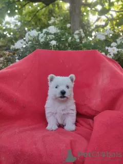 Photo №1. west highland white terrier - à vendre en ville de Krapkowice | 2500€ | Annonce №62249