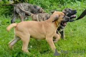 Photos supplémentaires: Dogue Canario - Chiots Presa Canario