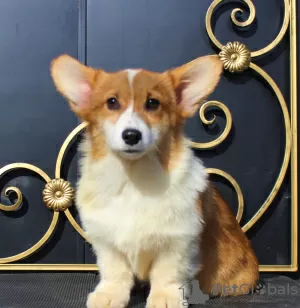 Photo №1. welsh corgi - à vendre en ville de Москва | 616€ | Annonce №51355