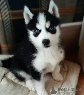 Photo №1. husky de sibérie - à vendre en ville de Klaipėda | négocié | Annonce №85331