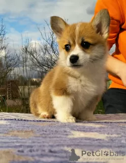 Photo №2 de l'annonce № 19967 de la vente welsh corgi - acheter à Fédération de Russie éleveur