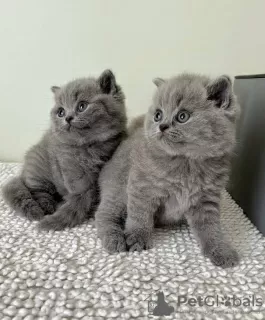 Photo №1. british shorthair - à vendre en ville de Berchtesgaden | négocié | Annonce № 128688