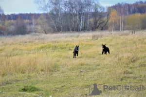 Photos supplémentaires: Chiot Retriever à Poil Droit