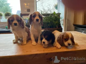 Photo №1. cavalier king charles spaniel - à vendre en ville de Дрезден | 350€ | Annonce №41583