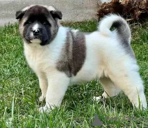 Photo №1. akita (chien) - à vendre en ville de Kraljevo | négocié | Annonce №95514