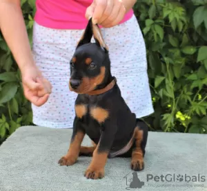 Photos supplémentaires: Chiots Pinscher Allemands